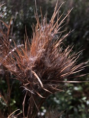 Andropogon glomeratus