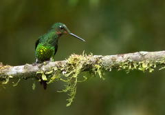 Heliodoxa imperatrix