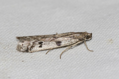 Phycitodes binaevella