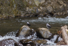 Cinclus leucocephalus