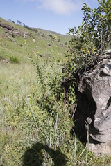 Nidorella auriculata