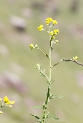 Nidorella auriculata