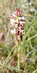 Satyrium cristatum