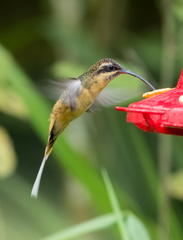 Phaethornis syrmatophorus