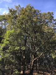Quercus obtusata