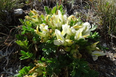 Oxytropis caespitosa