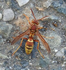 Polistes dorsalis californicus