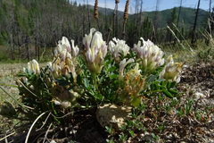 Oxytropis caespitosa