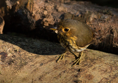 Grallaricula flavirostris