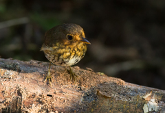 Grallaricula flavirostris