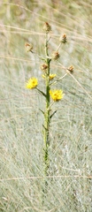 Berkheya rhapontica