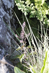 Plectranthus grallatus