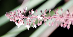 Plectranthus grallatus