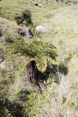 Cyathea dregei