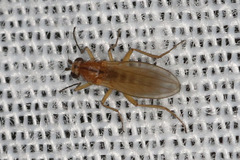 Lonchoptera bifurcata