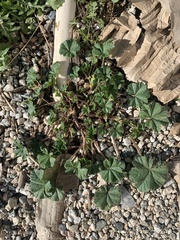 Malva parviflora