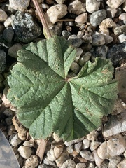 Malva parviflora