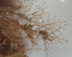 Eudendrium arbuscula