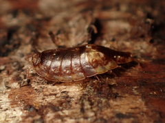 Styloniscus thomsoni