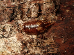 Styloniscus thomsoni