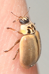 Aphidecta obliterata