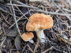 Hydnum rufescens