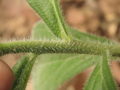Lithospermum exsertum