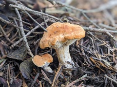 Hydnum rufescens