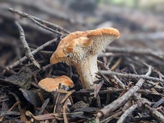Hydnum rufescens