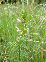 Vicia grandiflora