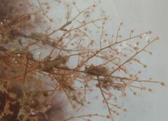 Eudendrium arbuscula