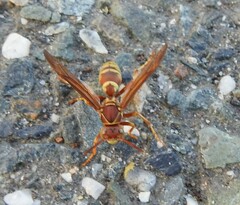 Polistes dorsalis californicus