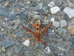Polistes dorsalis californicus