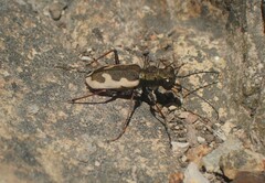 Neocicindela latecincta