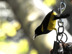 Icterus prosthemelas