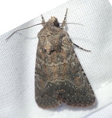 Protorthodes alfkenii