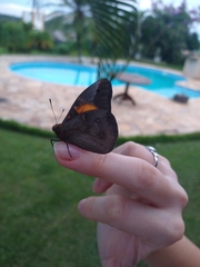 Lepidoptera