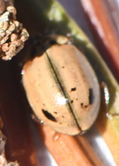 Aphidecta obliterata