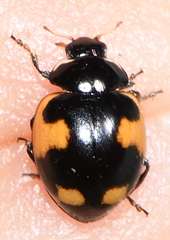 Ceratomegilla alpina