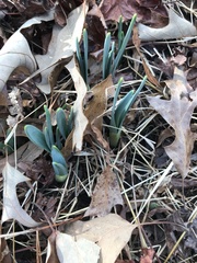 Narcissus pseudonarcissus