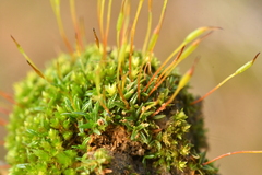 Aloina aloides