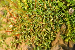 Aloina aloides