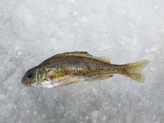 Gymnocephalus cernua