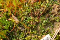 Aloina aloides