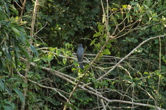 Trogon citreolus