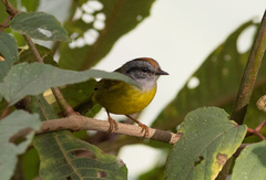 Myiothlypis coronata