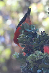 Drepanis coccinea
