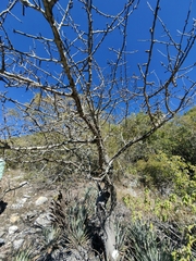 Bursera esparzae