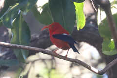 Drepanis coccinea