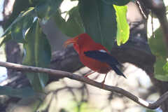 Drepanis coccinea